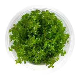 rotala-rotundifolia-10-cm-kubek-in-vitro-roslina-do-akwarium