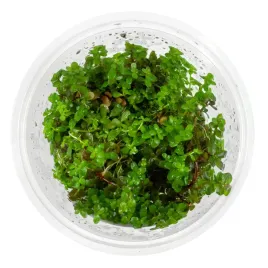 rotala-colorata-yao-yai-in-vitro-kubek-10-cm