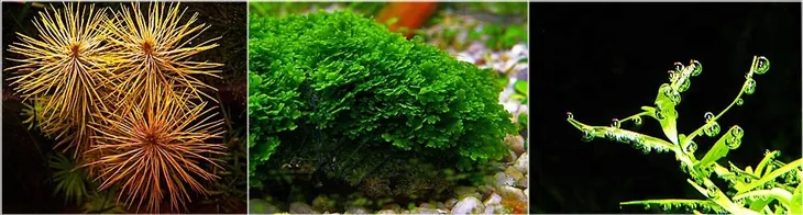 scissors-straight-17cm-nozyczki-proste-rodzaj-proste