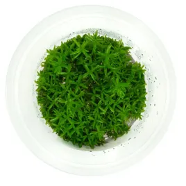 didiplis-diandra-10-cm-kubek