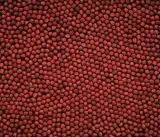 hikari-cichlid-gold-mini-250g-pielegnice-marka-hikari