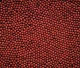 hikari-cichlid-gold-mini-250g-pielegnice-data-waznosci-przynajmniej-1-rok-od-momentu-zakupu