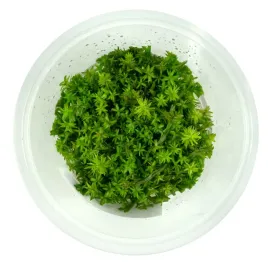 rotala-wallichii-in-vitro-kubek-10-cm