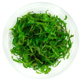 heteranthera-zosterifolia-in-vitro-kubek-10-cm