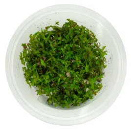 rotala-macrandra-wspaniala-in-vitro-kubek-10cm