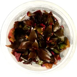 alternanthera-rosaefolia-in-vitro-kubek-10cm-roslina-do-akwarium