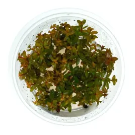 ludwigia-guinea-senegalensis-in-vitro-kubek-10cm