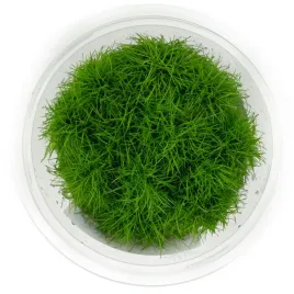 eleocharis-parvula-sitowie-kubek-10cm-in-vitro