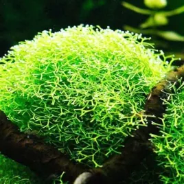 wglebka-wodna-riccia-fluitans-kubek-10cm-roslina-plywajaca-in-vitro