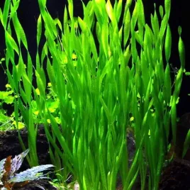 vallisneria-asiatica-nurzaniec-koszyk-xxl