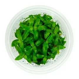 staurogyne-repens-10cm-kubek-in-vitro