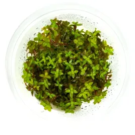 rotala-rotundifolia-red-in-vitro-kubek-10cm