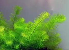 myriophyllum-guyana-in-vitro-5-sadzonek-roslina-do-akwarium