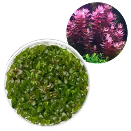 bacopa-salzmanii-purple-kubek-10cm-in-vitro-roslina-do-akwarium
