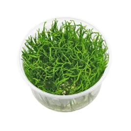 lilaeopsis-mauritiana-trawnik-kubek-10cm-in-vitro