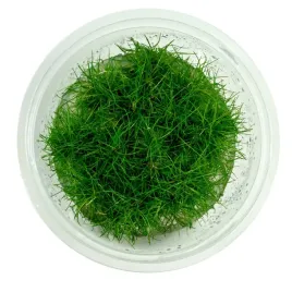 eleocharis-pusilla-poniklo-karlowate-in-vitro-kubek-10cm