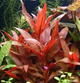 alternanthera-reineckii-5szt-in-vitro-rosliny-do-akwarium