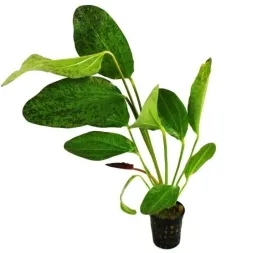 echinodorus-red-flame-zabienica-koszyk-dekoracyjna-roslina-do-akwarium