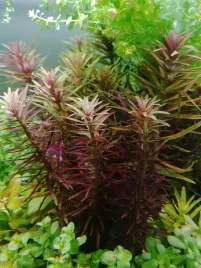 limnophila-aromatica-koszyk-xxl-wysoka-roslina-lodygowa-do-akwarium