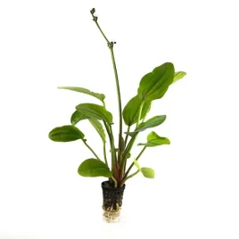 echinodorus-europa-zabienica-kolorowa-koszyk-wysoka-roslina-do-akwarium