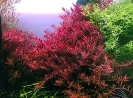 rotala-rotundifolia-red-10-sadzonek-in-vitro