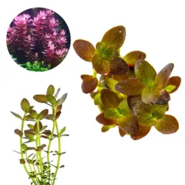 bacopa-salzmanii-purple-porcja-5szt-in-vitro-roslina-do-akwarium