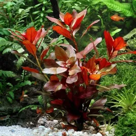 ludwigia-repens-red-koszyk-xxl-roslina-do-akwarium