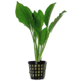 echinodorus-bleheri-zabienica-blehera-koszyk-roslina-do-akwarium