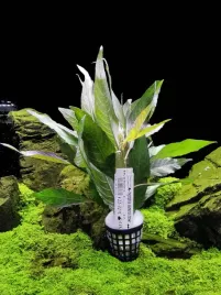 hygrophila-siamensis-brown-koszyk-xxl-piekna-latwa-roslina-do-akwarium