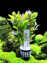 alternanthera-bettzickana-red-koszyk-xxl-wysoka-piekna-roslina-do-akwarium