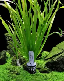 vallisneria-green-americana-koszyk-xxl-wysoka-zielona-roslina-do-akwarium