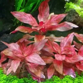 alternanthera-rosanervig-koszyk-xxl-piekna-czerwona-roslina-do-akwarium