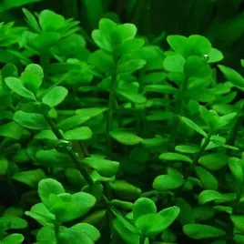 bacopa-monnieri-bakopa-drobnolistna-koszyk-xxl-lodygowa-roslina-do-akwarium