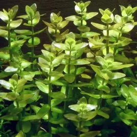 bacopa-caroliniana-bacopa-karolinska-koszyk-xxl-popularna-roslina-akwariowa