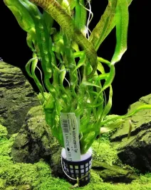 vallisneria-serpentina-tiger-nurzaniec-koszyk-xxl-latwa-roslina-do-akwarium