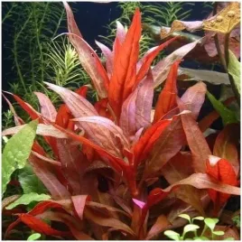 alternanthera-rosaefolia-koszyk-xxl-wysoka-roslina-do-akwarium