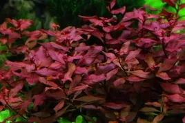 ludwigia-mini-super-red-koszyk-xxl-piekna-czerwona-roslina-do-akwarium