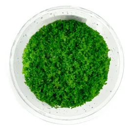 hemianthus-callitrichoides-cuba-kubek-10cm-in-vitro-roslina-do-akwarium