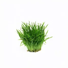lilaeopsis-mauritiana-trawnik-x30-sadzonek-in-vitro-roslina-do-akwarium