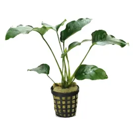 anubias-barteri-bartera-koszyk-popularna-roslina-do-akwarium