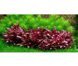alternanthera-reineckii-red-mini-2szt-in-vitro-roslina-do-akwarium