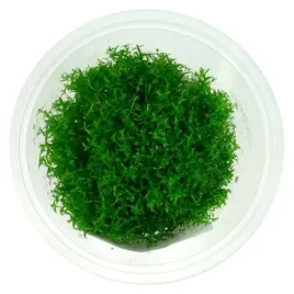 gratiola-viscidula-in-vitro-10-cm-kubek-roslina-do-akwarium