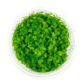 hydrocotyle-japan-tripartita-in-vitro-kubek-10-cm