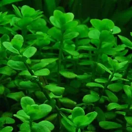 bacopa-monnieri-drobnolistna-in-vitro-10-sadzonek-roslina-do-akwarium