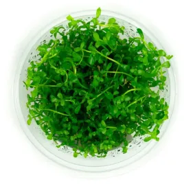 bacopa-monnieri-drobnolistna-in-vitro-10-cm-kubek-roslina-do-akwarium