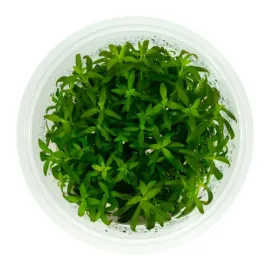 limnophila-aromatica-10-cm-kubek