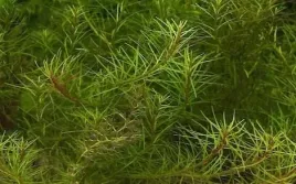 bacopa-myriophylloides-okolkowa-in-vitro-roslina-do-akwarium-porcja