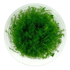 bacopa-myriophylloides-okolkowa-in-vitro-10-cm-kubek-roslina-do-akwarium