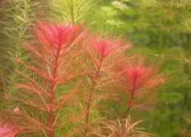 myriophyllum-tuberculatum-in-vitro-porcja-roslina-do-akwarium