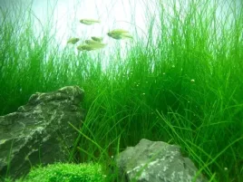 eleocharis-acicularis-poniklo-in-vitro-50szt-roslina-do-akwarium